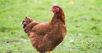 CLUCK CLUCK- ARE YOU CHICKEN?