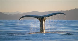 W Is for &quot;Whale&quot;