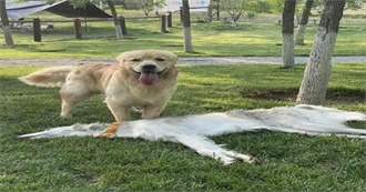 Tumblr User Pablo-Diablo&#39;s Fifty Favorite Films