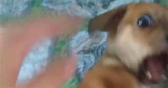 Desastre Fag&#39;s Top 100 Films