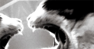 Best of the Best: Must See Films