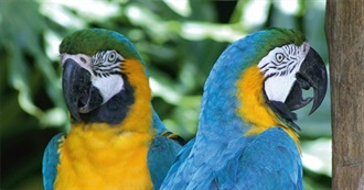 South American Fauna