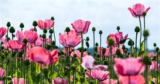 Favorite Flowers That Gardner&#39;s Grow According to HGTV