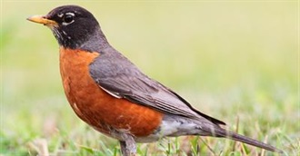 North American Songbirds