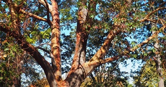 E&#39;s Favourite Films