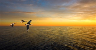 C~~Endangered Birds ✿