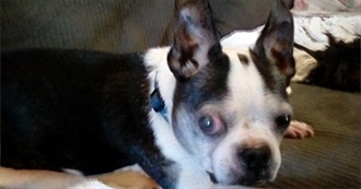 Luis Balbosa&#39;s Favorite Films, Not Necessarily the Greatest