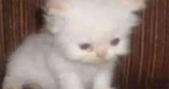 Films Manu Thinks About a Lot