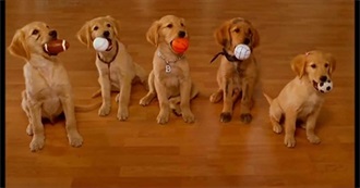 Movies With Animals That Talk