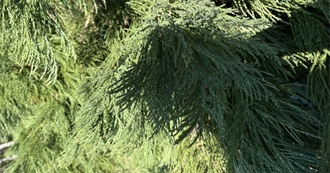 Leo&#39;s Favourite Albums