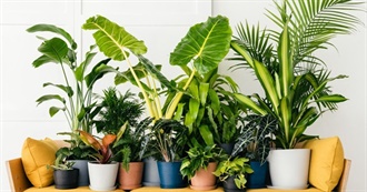 100 Houseplants You Could Own
