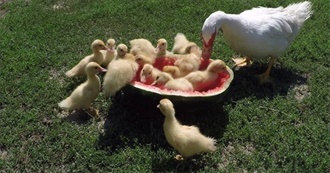 One Page of Foods Based off of the Noun &quot;Duck&quot;