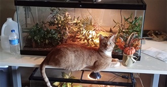 Gavroche&#39;s Games