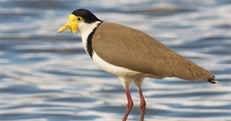 Fictional Seagulls/Puffins