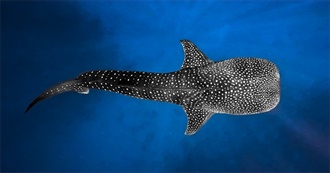 Fishy&#39;s Fave Musical Artists