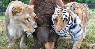 Lions and Tigers and Bears Movies