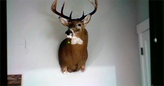 All the Goldfish Flavors