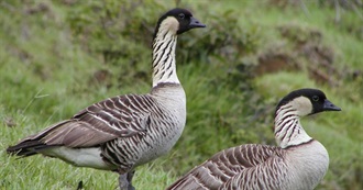 Hawaii&#39;s Special Birds