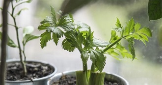 Wanna Try Foods Starting With L