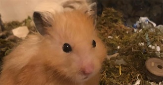 Reasons Why  Do Not Like Hamsters