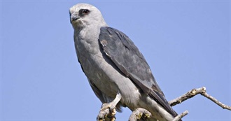 Birds Named After Places