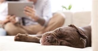 20 Dog Movies Every Animal Lover Needs to See