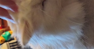 Mollys Gay Ass Movies