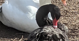 How Much Rare Birds Have You Seen in England?