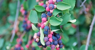 What a Blueberry Can Do... a Saskatoon Does Better!