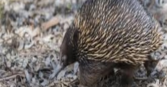 Echidna