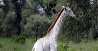 Zoo Animals Without There Markings