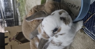 Lexi&#39;s Top 100 Movies