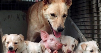 Do You Love Animals?