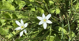 Mimi&#39;s Library of Wonder