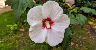 Dougal&#39;s Destinations