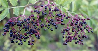 Wanna Try Foods Starting With E