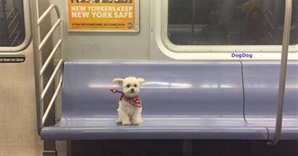 Cam&#39;s 100 Favorite Movies