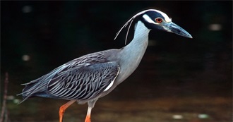 New Birds John Saw in 2005