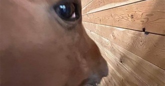 Watch These 100 Movies If You Love Me