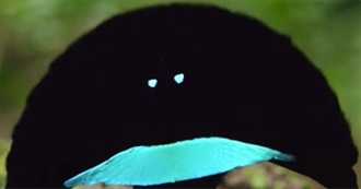 Movie Night With Birdie