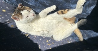 Weeb&#39;s Top 100 Movies