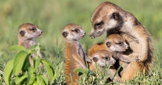 Movies Mainly About Animals  That Cora Saw