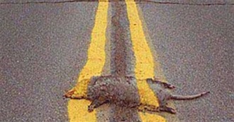Road Kill and Other Animals You See When Traveling