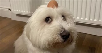 Howl&#39;s Top Movies