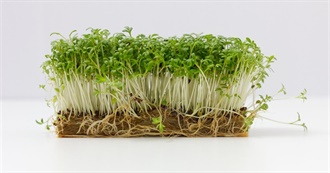 Herbs to Grow on Your Window Sill