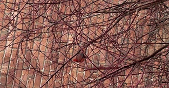 Nat&#39;s Fav Albums