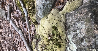 Grub&#39;s Goals for Early 2020