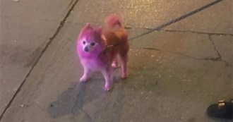 Moth&#39;s Music Tastes