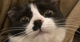 Musicals That Spirir Has Listened To