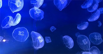 Doms Disordered 100 Favorite Movies